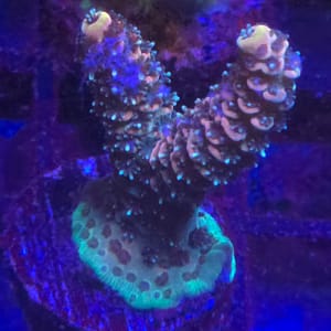 ASD Rainbow Millepora