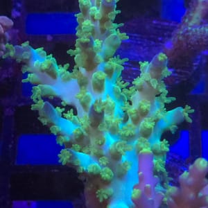 Marvin the Martian Acropora