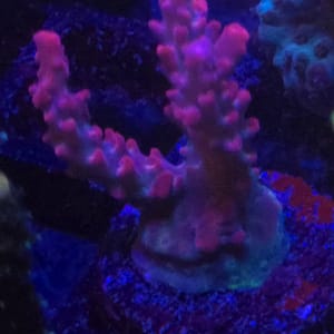 Vivid Confetti Acropora