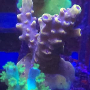 Pikachu Acropora
