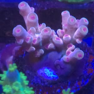 Strawberry Shortcake Acropora