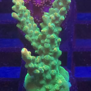 Green Slimer Acropora