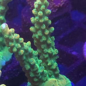 Yellow Jaw Dropper Acropora