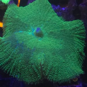 Green Rodactis Mushroom