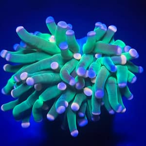 Bicolored Green Torch