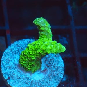 Green Slimer Acropora