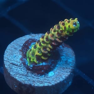 ASD Rainbow Millepora