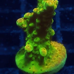 Yellow Jaw Dropper Acropora