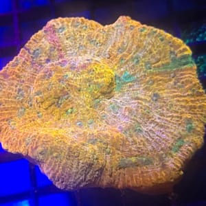 Psychedelic Chalice