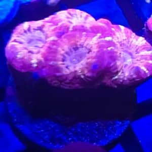 Mini Asian Acan Colonies