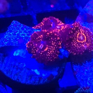Darth Maul Zoa