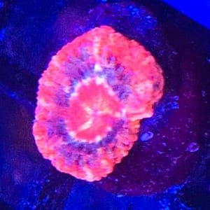 Asian Acan