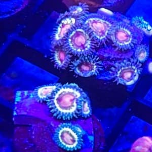 Sweet Tooth Zoa