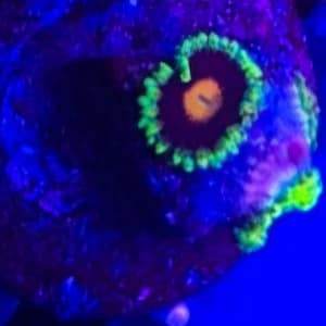 Mad Raver Zoa