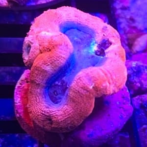 Red and Blue Bowerbanki