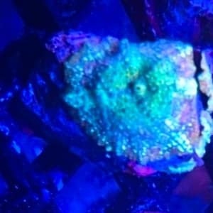 Green and Red Discosoma Mushroom