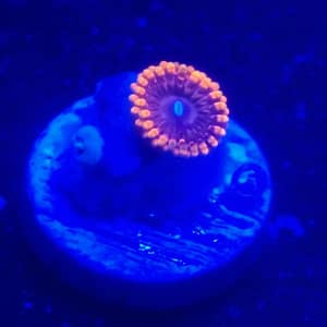 Fairy Farts Zoa