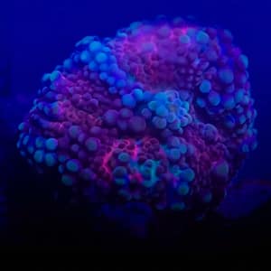 Red and Blue Yuma Mushroom