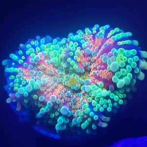 Orange, Red and Green Yuma Mushroom
