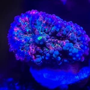 Pink and Teal Yuma Mushroom