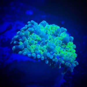 Green and Blue Yuma Mushroom