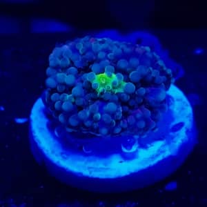 Blue and Green Yuma Mushroom