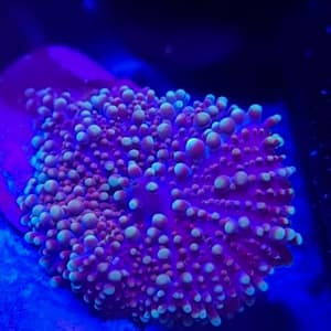 Purple and Blue Yuma Mushroom