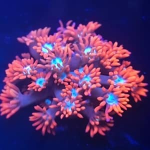 Red and Teal Gonipora