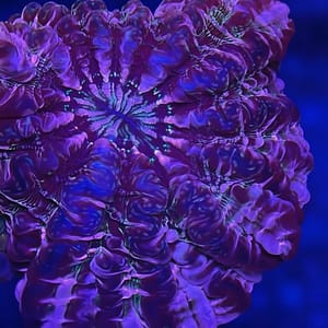 Pink and Blue Indophyllia
