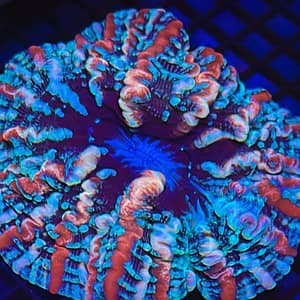 Red, White and Blue Indophyllia