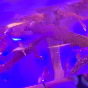 Dragons Breath Macroalgea