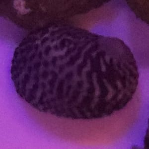 Nerite snails