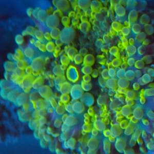 Green and Blue Yuma Mushroom