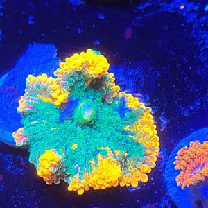 Orange and Teal Yuma Mushroom