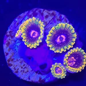 Jedi Eye Zoa