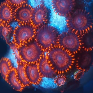 Red Hornet Zoa