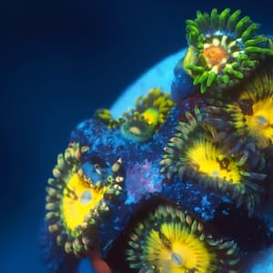 Acid Rain and Pinwheel Zoa Combo #1