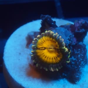Acid Rain Zoa