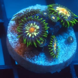 Pinwheel Zoa