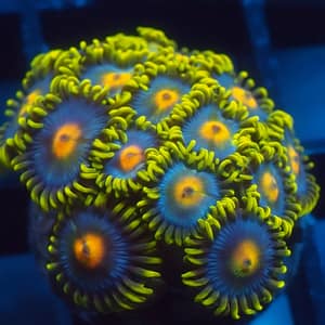 GloRilla Nipple Zoa