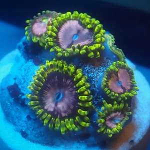 Pink Diamond Zoa
