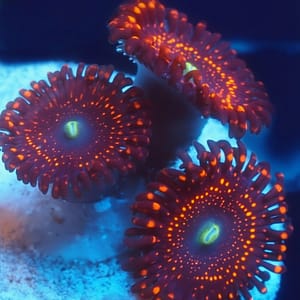 Illuminati Zoa
