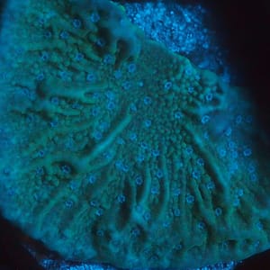 Green Montipora Cap