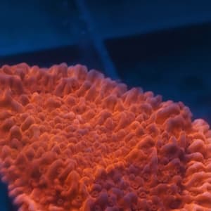 Orange Montipora Cap