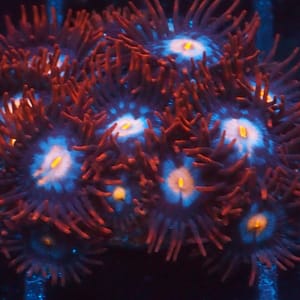 TSA Glow Pop Zoa