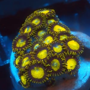 Tutti Fruity Zoa