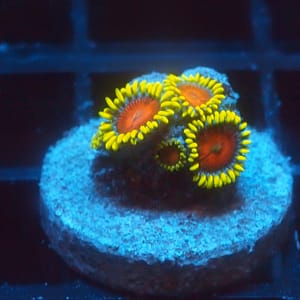 Yellow Brick Road Zoa