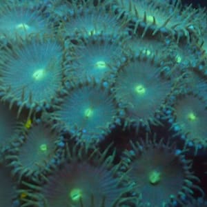 Green Paly