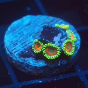 Super Saiyan Zoa