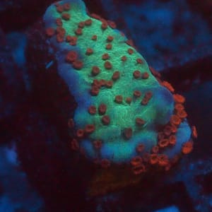 Chili Pepper Montipora